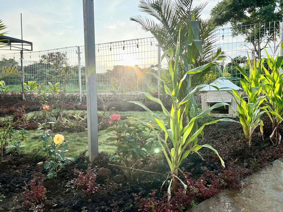 Vườn hoa và cây xanh quanh nhà nghỉ